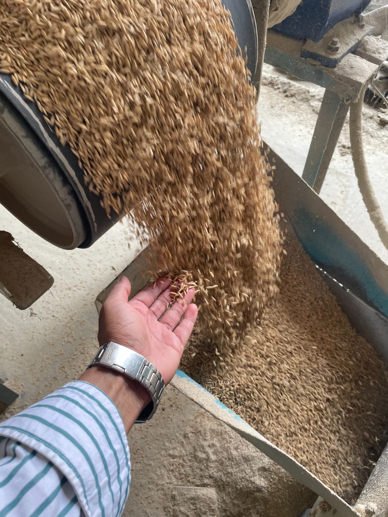 Hands inspecting golden paddy rice at an Odisha rice mill during quality checks before export processing